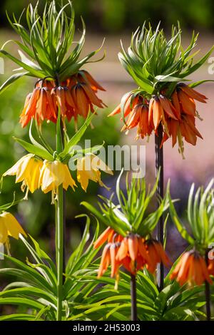 Bella fioritura della Corona imperiale (Fritillaria imperialis) nel giardino Foto Stock