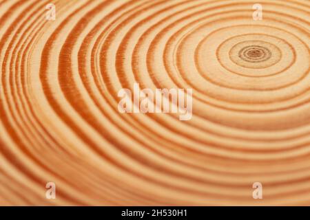 vista dall'alto primo piano di una fetta marrone di tessuto di legno appena tagliato con anelli di crescita concentrici densi Foto Stock