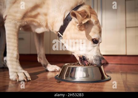 Alimentazione di cane affamato. Labrador Retriever mangiare granulo da recipiente in metallo alla luce del mattino in cucina a casa. Foto Stock