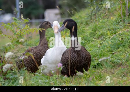 Paesaggio di oche islandesi accoccolate in erba a Selfoss Islanda Foto Stock