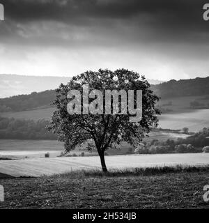 Albero solitario in un vasto paesaggio sotto un cielo spettacolare durante le ore serali in bianco e nero Foto Stock