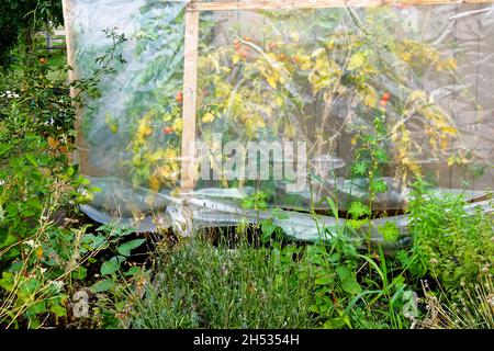 Pomodori piante che crescono in una serra di plastica, giardino di allotment ingiallimento piante appassite Foto Stock