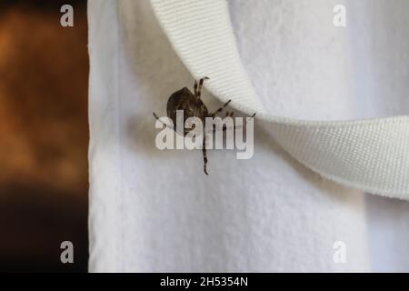 Fuoco selettivo di un ragno grande che cammina sui vestiti ad un clothesline Foto Stock