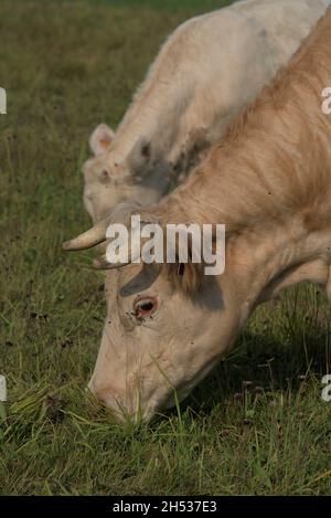 Bianco Charolais mucca e il suo vitello Foto Stock