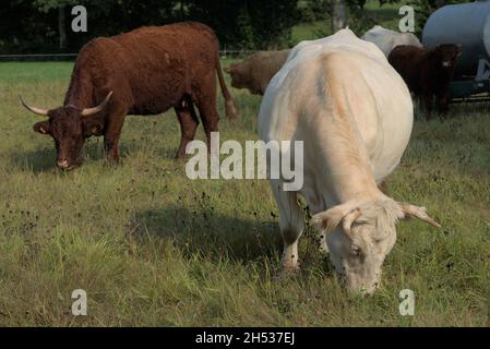 Salers e mucche Charolais insieme Foto Stock