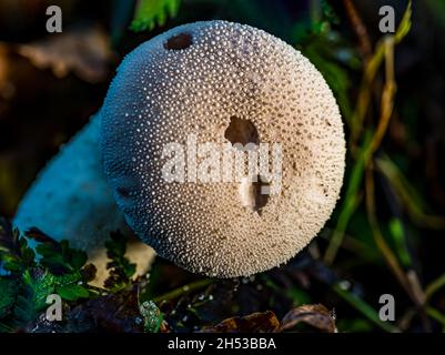 Fungo comune della palla a volo (Lycooperdon perlatum) con buchi da spore soffiare, su terreno boscoso, Scozia, Regno Unito Foto Stock