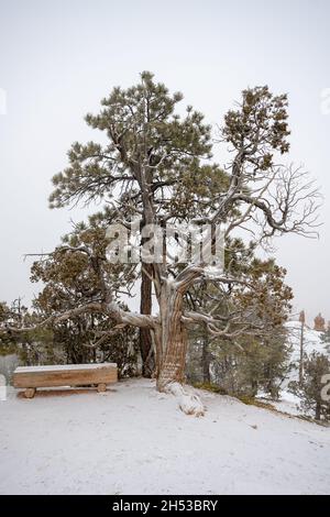 Panca di ceppo e albero di gnomare coperto di neve nel Parco Nazionale di Bryce Canyon Foto Stock