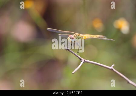 Bella macro scatto di una piccola libellula su un ramo di albero con uno sfondo sfocato Foto Stock