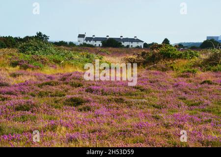 Dunwich Heath, Suffolk, Regno Unito Foto Stock