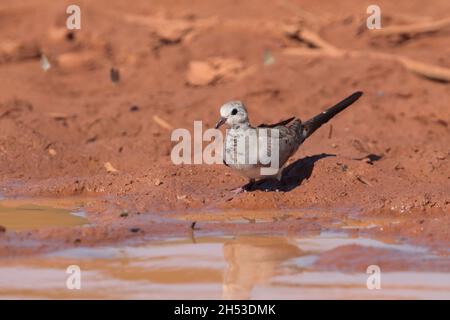 Una colomba femminile di Namaqua (Oena capensis) in un buco d'acqua nel Gambia, Africa occidentale Foto Stock