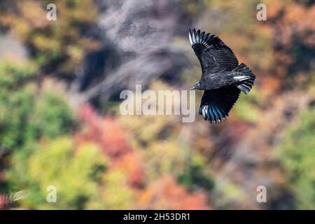 Avvoltoio nero in volo al Palisades Interstate Park, New Jersey Foto Stock