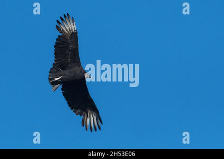 Avvoltoio nero in volo al Palisades state Park, New Jersey Foto Stock