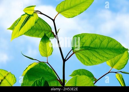 Pianta invasiva Europa Asiatica o Giapponese annodata Falopia japonica Foto Stock