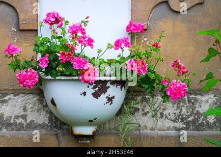 Il Pelargonium rosa cresce nel vecchio lavandino in ghisa Foto Stock