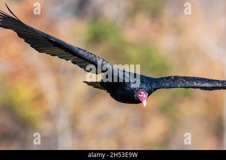 Avvoltoio tacchino in volo al Palisades state Park, New Jersey Foto Stock