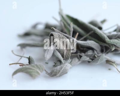 Medicina naturale: Primo piano di foglie di salvia essiccate contro l'influenza Foto Stock