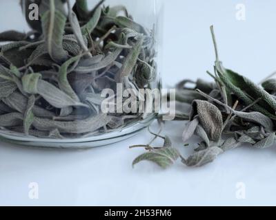 Medicina naturale: Primo piano di foglie di salvia essiccate contro l'influenza Foto Stock