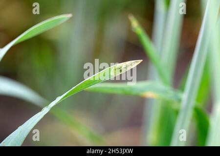 Foglie di cereali danneggiate dal minatore di foglie - una larva di una mosca della famiglia Agromyzidae. Foto Stock