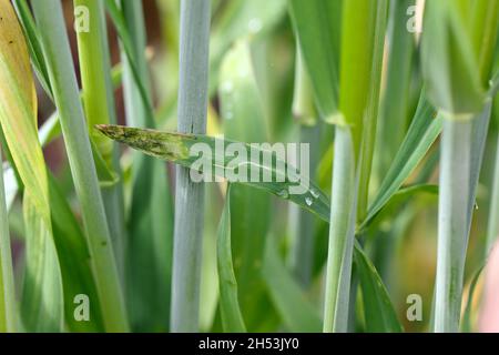 Foglie di cereali danneggiate dal minatore di foglie - una larva di una mosca della famiglia Agromyzidae. Foto Stock