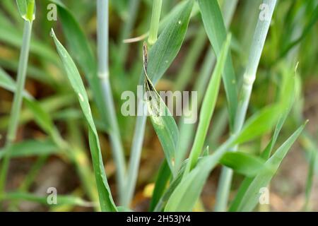 Foglie di cereali danneggiate dal minatore di foglie - una larva di una mosca della famiglia Agromyzidae. Foto Stock