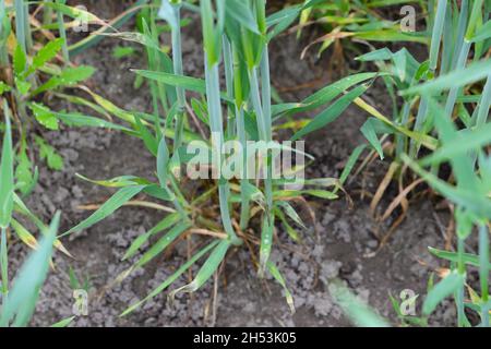 Foglie di cereali danneggiate dal minatore di foglie - una larva di una mosca della famiglia Agromyzidae. Foto Stock