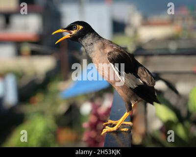 MYNA comune: Una stella asiatica e australiana che tipicamente ha un piumaggio scuro, comportamento gregarious e un forte appello. Foto Stock