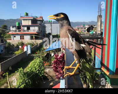 MYNA comune: Una stella asiatica e australiana che tipicamente ha un piumaggio scuro, comportamento gregarious e un forte appello. Foto Stock