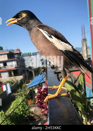MYNA comune: Una stella asiatica e australiana che tipicamente ha un piumaggio scuro, comportamento gregarious e un forte appello. Foto Stock
