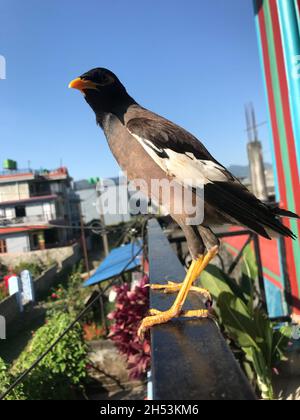 MYNA comune: Una stella asiatica e australiana che tipicamente ha un piumaggio scuro, comportamento gregarious e un forte appello. Foto Stock