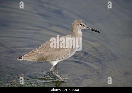 Eastern Willet (Tringa semipalmata) a San Diego, California, USA Foto Stock