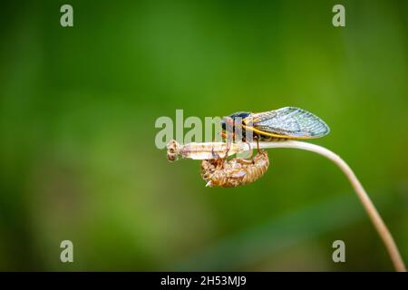 Macro shot di un Brood-X periodico 17 anni Cicada sole dopo essere uscendo dalla conchiglia Foto Stock
