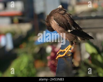 MYNA comune: Una stella asiatica e australiana che tipicamente ha un piumaggio scuro, comportamento gregarious e un forte appello. Foto Stock