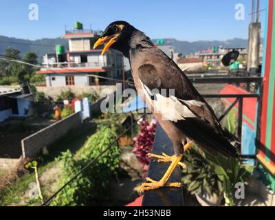 MYNA comune: Una stella asiatica e australiana che tipicamente ha un piumaggio scuro, comportamento gregarious e un forte appello. Foto Stock