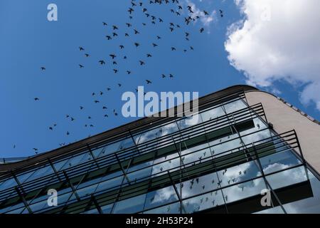 I piccioni ferrali si accollano nell'aria sopra un moderno edificio di uffici il 15 ottobre 2021 a Birmingham, Regno Unito. I piccioni selvatici, chiamati anche colombe cittadine, piccioni urbani o piccioni di strada, sono piccioni che derivano dai piccioni domestici che sono tornati allo stato selvatico. Foto Stock