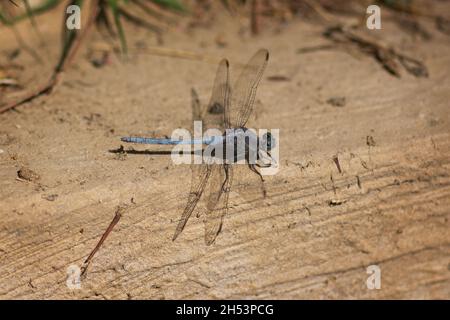 Primo piano di un Epaulet Skimmer maschio (Orthetrum chrysostigma), una specie di libellulidae appartenente alla famiglia delle libellulidae Foto Stock