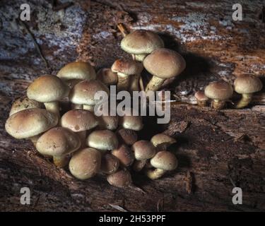 Funghi di tuft di zolfo che crescono su un tronco caduto dell'albero di marciume in Eckington Woods, Derbyshire nord-orientale Foto Stock