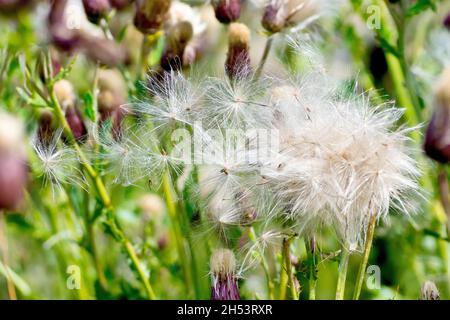 Creeping Thistle (arvense di cirsium), primo piano delle teste di seme di parecchie piante mentre i semi cominciano a disperdere con il vento. Foto Stock