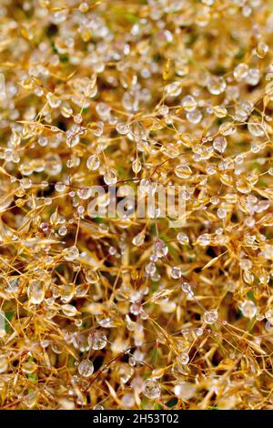 Un'immagine ravvicinata dei dewdrops che si aggrappano a una massa di erba morta in una giornata di nebbia. Foto Stock