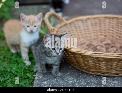 Ritratto di un simpatico gattino grigio a righe. Messa a fuoco selettiva. Foto Stock