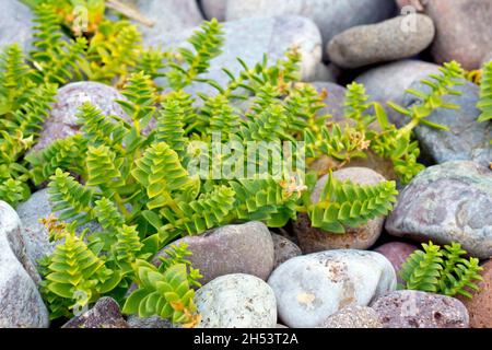 Sea Sandwort (honkenya peploides), primo piano che mostra la pianta costiera che cresce tra i ciottoli in alta linea di marea. Foto Stock