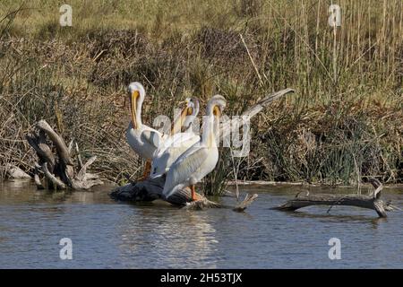 Tre pellicani si preparano mentre si trovano su un ceppo parzialmente sommerso in acqua al Bear River Migratory Bird Refuge nello Utah Foto Stock