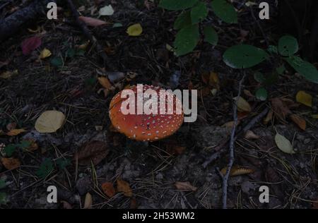 muhamor nell'ambiente naturale tra le foglie e rami. muhamor arancio-rosso Foto Stock