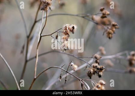 Autunno, gambo asciutto con semi Burdock erbaccia (rudus, ruderis) pianta close up. Lappa di arczio. Famiglia Asteraceae Foto Stock