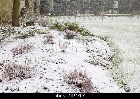 Neve che copre un bordo del giardino e prato in inverno, Regno Unito Foto Stock