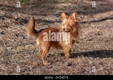 Un divertente Yorkshire Terrier peloso con grandi orecchie si erge nella foresta e guarda via. Cane piccolo. Sfondo sfocato. Orizzontale. Foto Stock