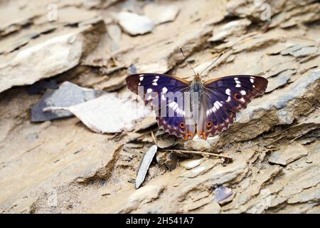 Bellissimo imperatore viola di apatura iride farfalla blu sulle pietre Foto Stock