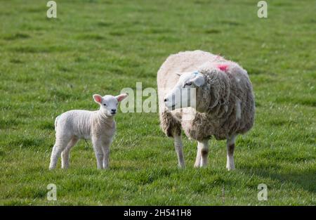 Pecora con agnello bambino in un campo in primavera, fattoria del Regno Unito Foto Stock
