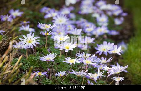 Anemone fiori di blanda, anemone balcanico o vento d'inverno, piante perenni fiorite in primavera in un confine con il giardino del Regno Unito Foto Stock