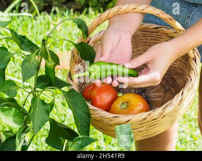 Una donna agricola contiene un cestino di vimini con peperoni, pomodori e melanzane appena raccolte dal giardino biologico. Foto Stock