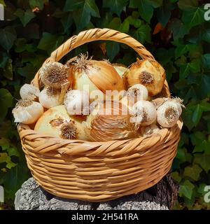 Cestino di vimini con aglio appena raccolto e cipolle da giardino biologico Foto Stock